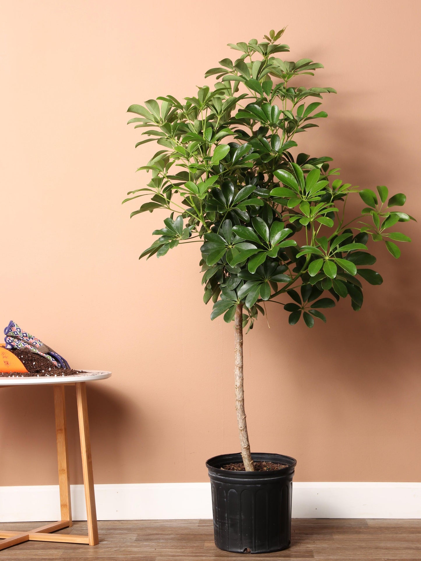 Schefflera Arboricola, Assorted - View 5 from www redcrocus com