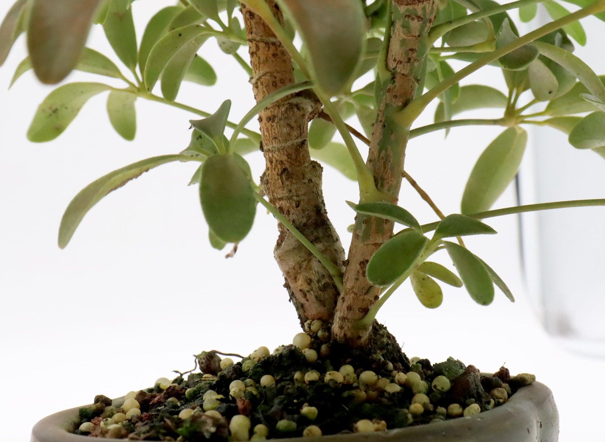 Schefflera Arboricola, Assorted - View 6 from www redcrocus com