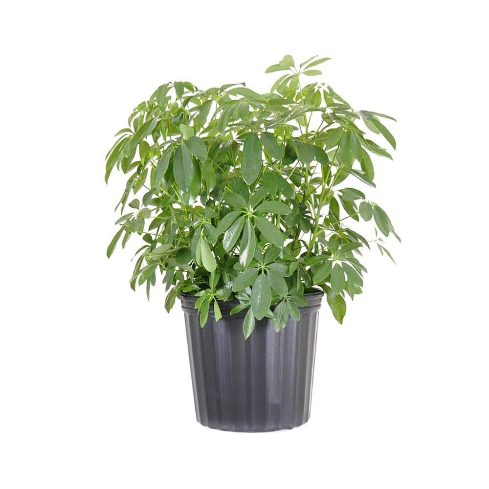 Schefflera Arboricola, Assorted - View 7 from www redcrocus com