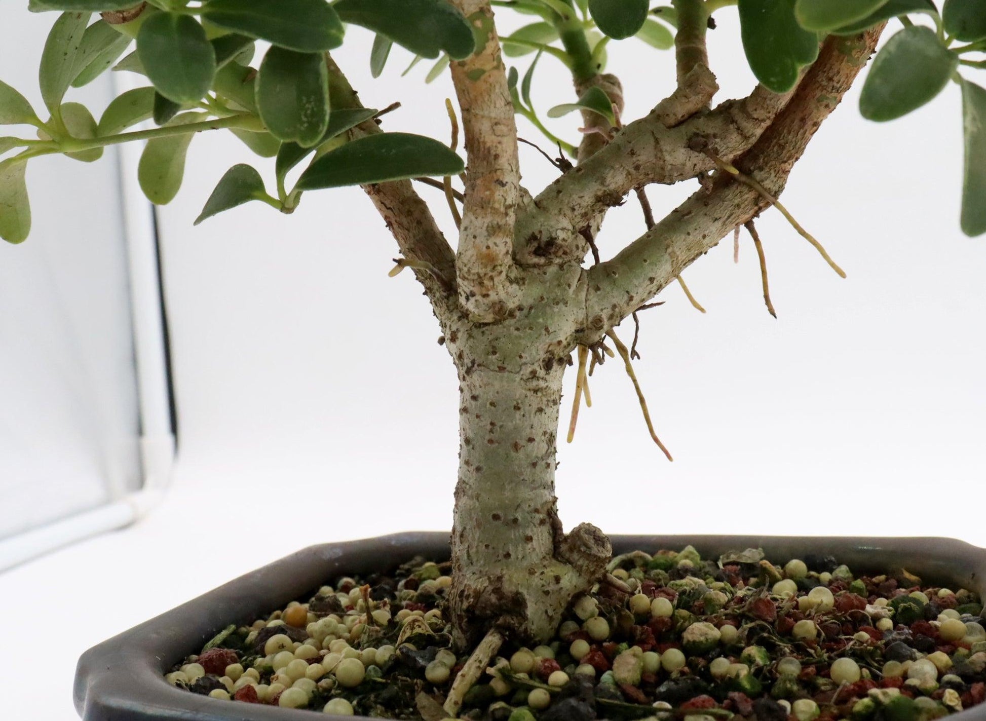 Schefflera Arboricola, Assorted - View 8 from www redcrocus com