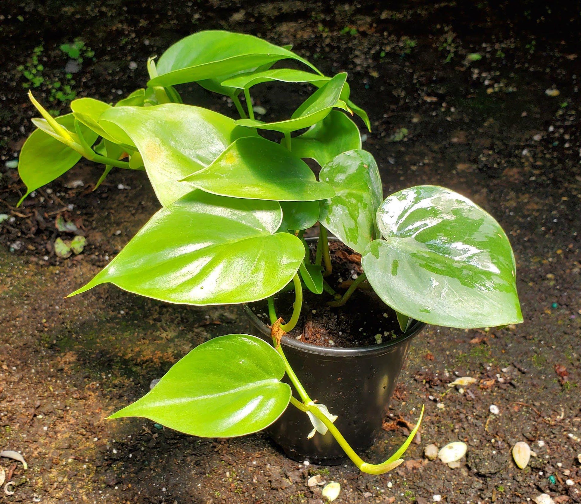 Philodendron Cordatum - View 15 from www redcrocus com