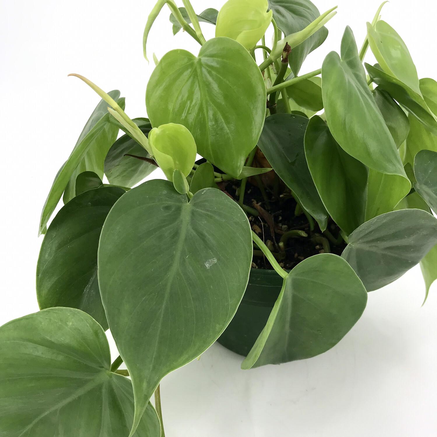 Philodendron Cordatum - View 19 from www redcrocus com