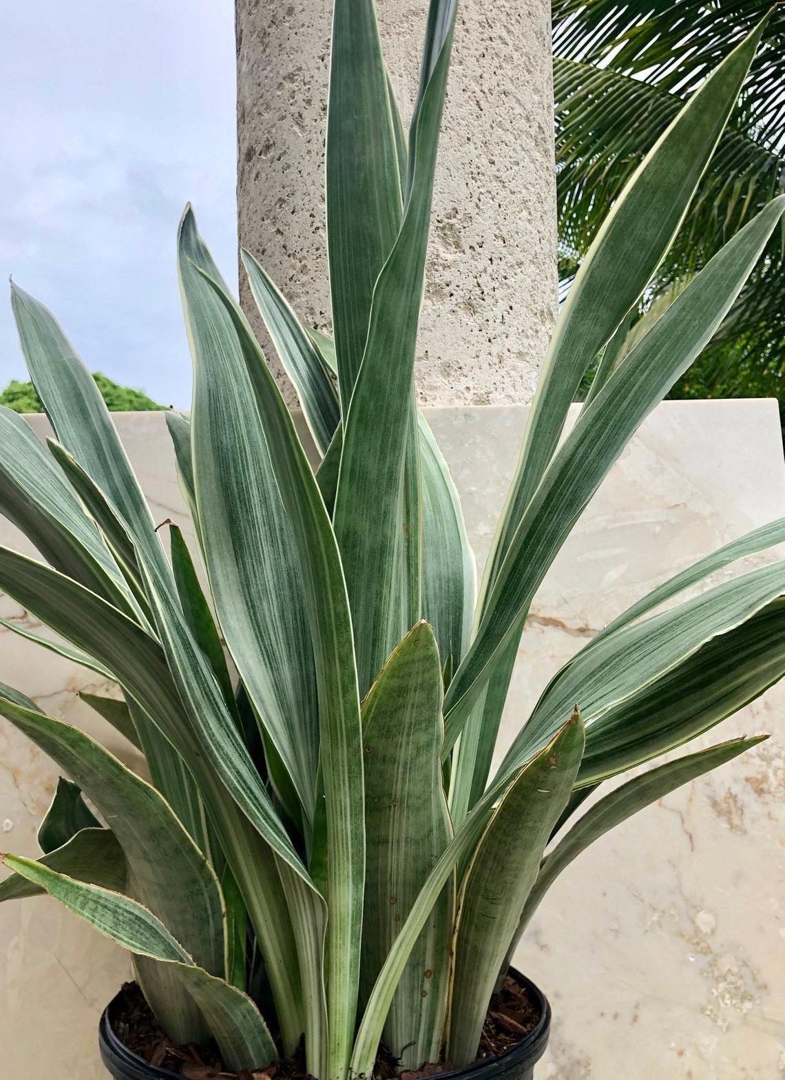 Sansevieria Sayuri - View 10 from www redcrocus com
