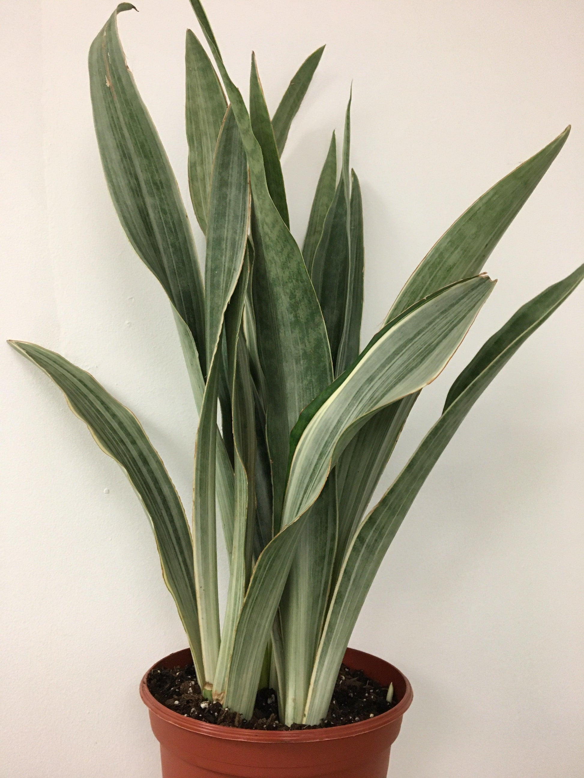 Sansevieria Sayuri - View 15 from www redcrocus com
