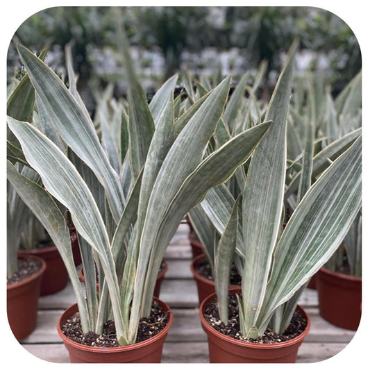 Sansevieria Sayuri - View 1 from www redcrocus com