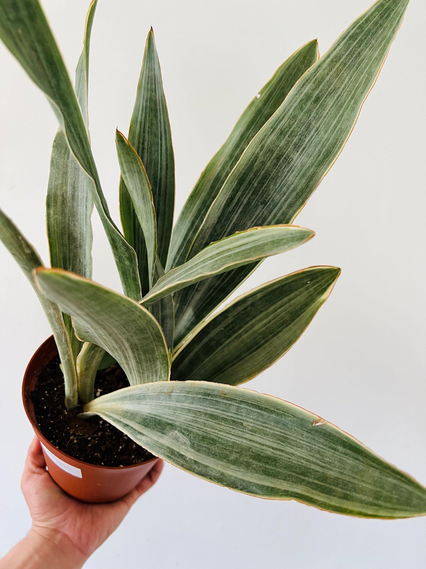 Sansevieria Sayuri - View 20 from www redcrocus com