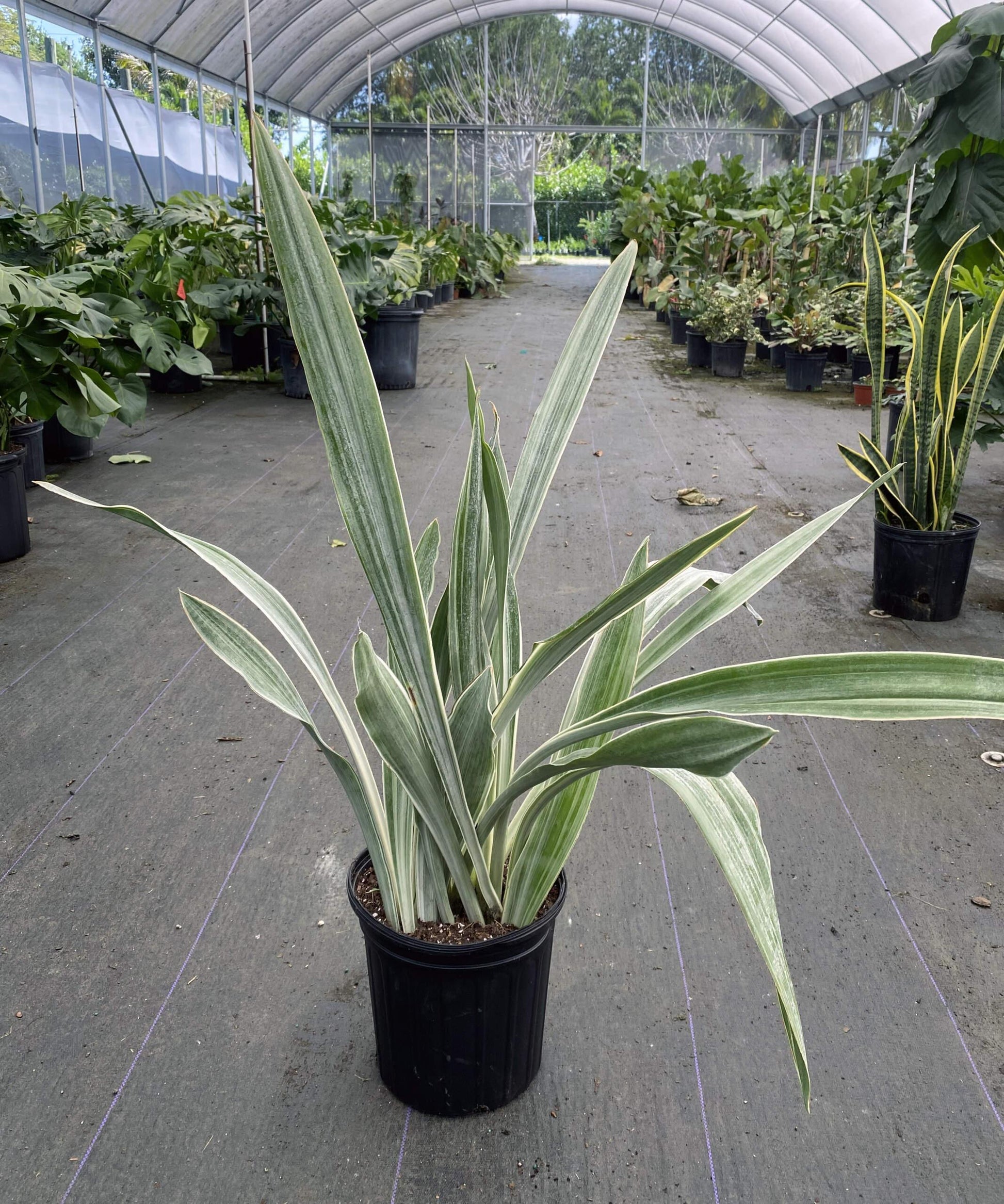 Sansevieria Sayuri - View 3 from www redcrocus com
