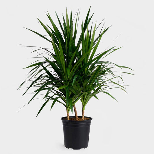 Dracaena Marginata Tarzan - View 10 from www redcrocus com