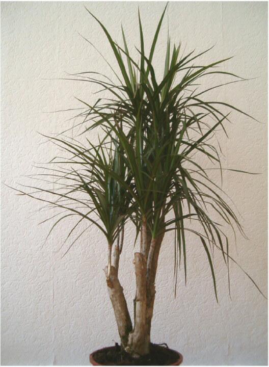 Dracaena Marginata Tarzan - View 11 from www redcrocus com