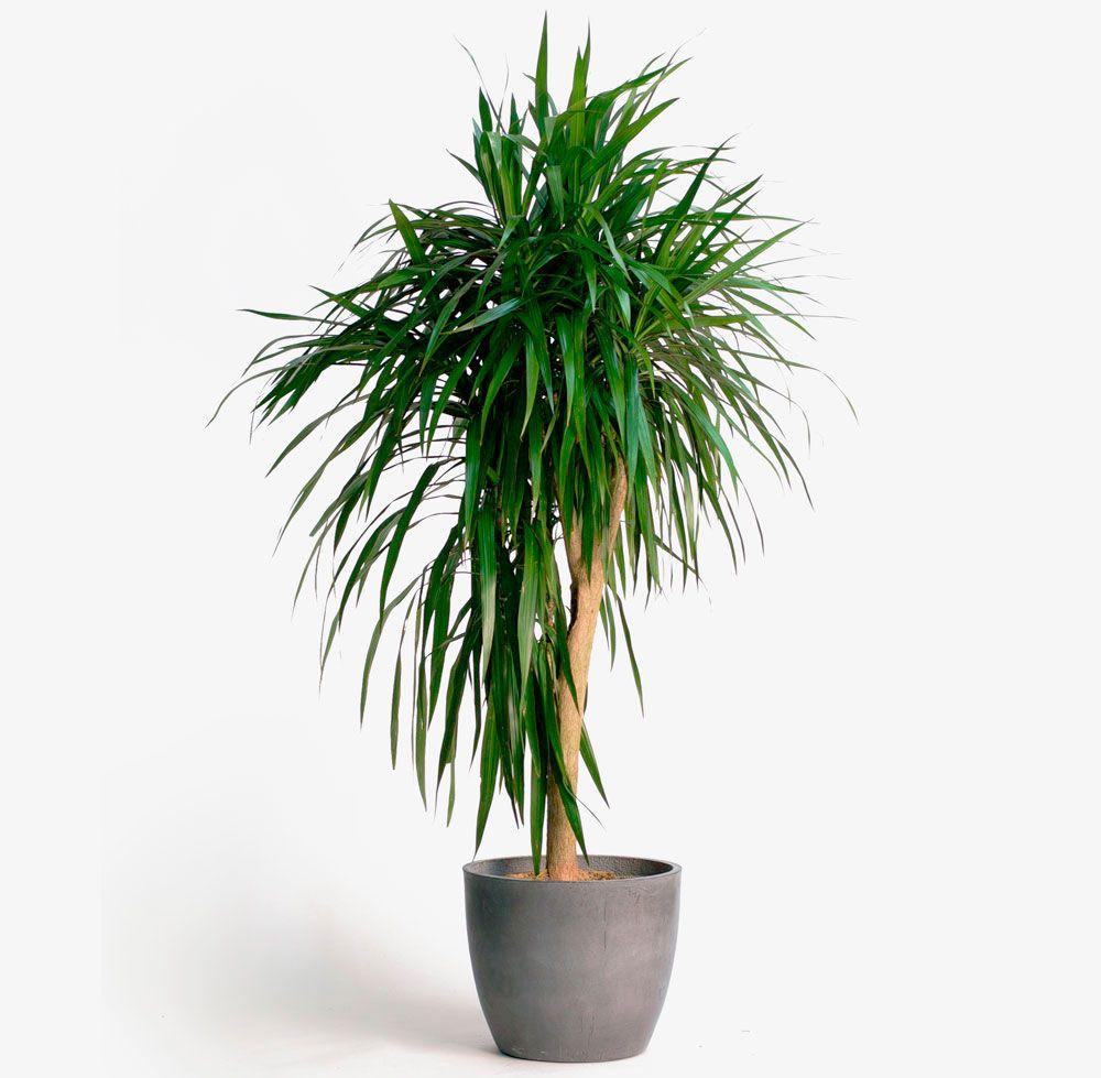 Dracaena Marginata Tarzan - View 3 from www redcrocus com