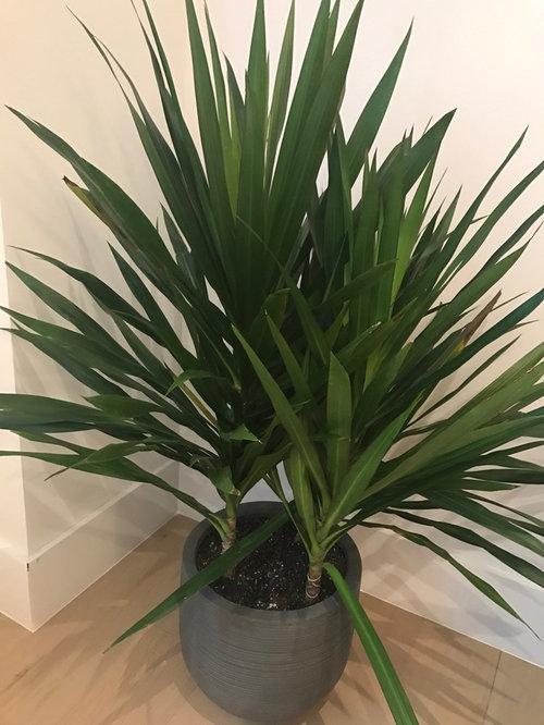 Dracaena Marginata Tarzan - View 5 from www redcrocus com