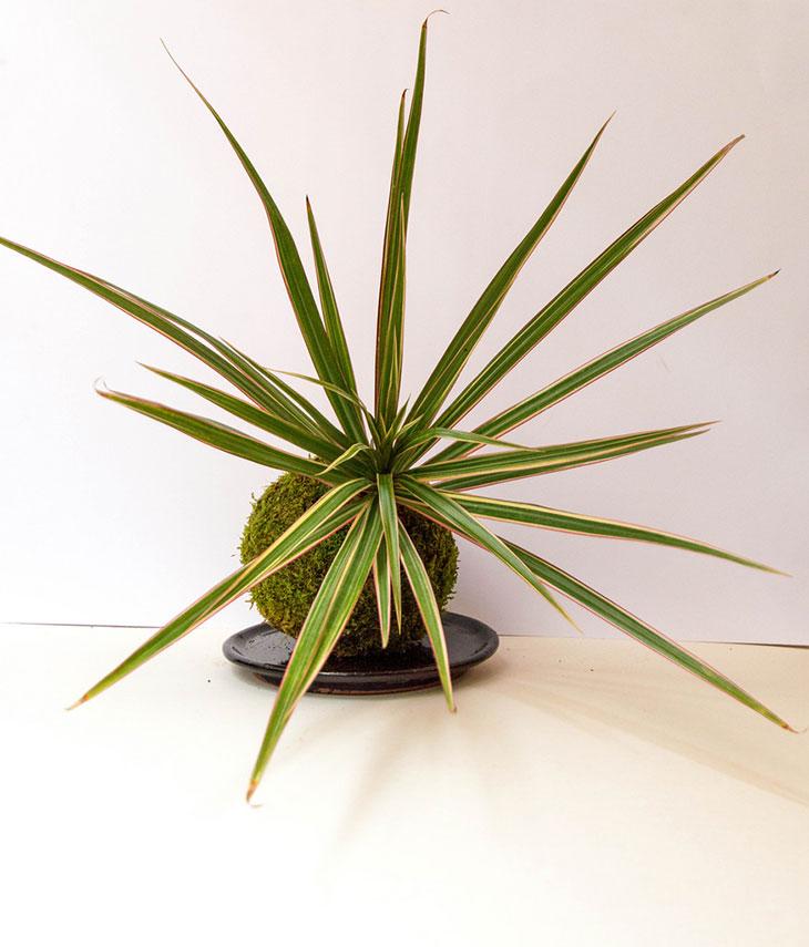 Dracaena Marginata Tarzan - View 8 from www redcrocus com