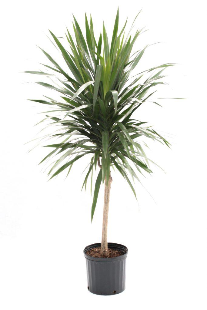 Dracaena Marginata 'tarzan' - View 10 from www redcrocus com