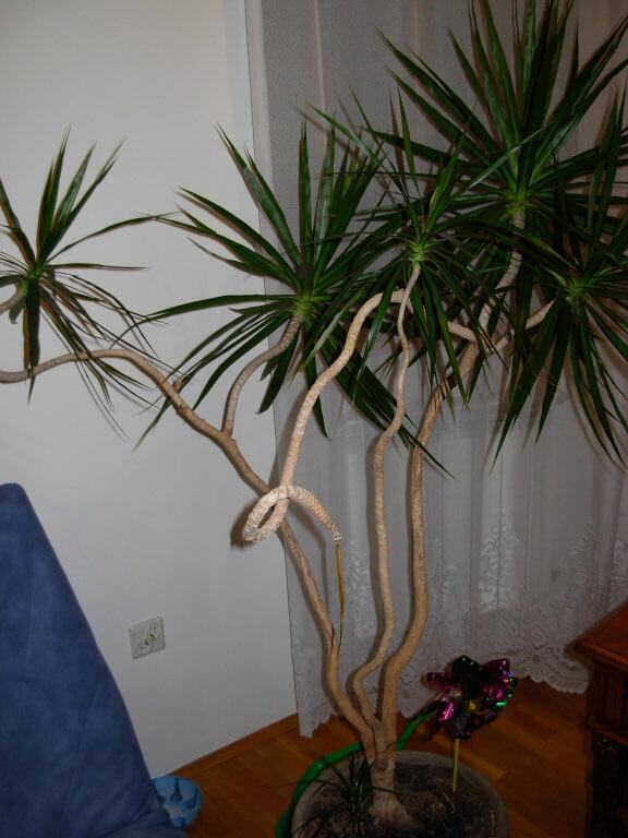 Dracaena Marginata 'tarzan' - View 11 from www redcrocus com