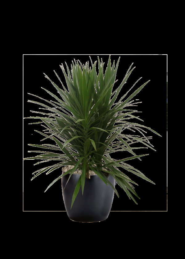 Dracaena Marginata 'tarzan' - View 13 from www redcrocus com