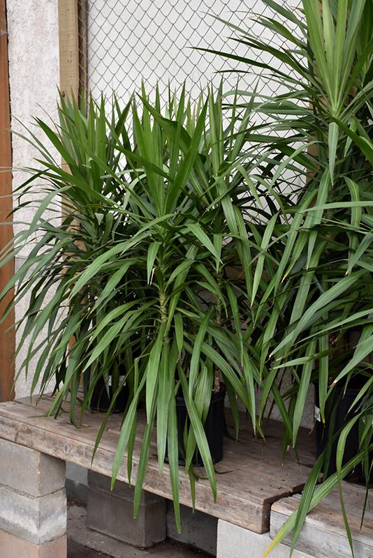 Dracaena Marginata 'tarzan' - View 14 from www redcrocus com