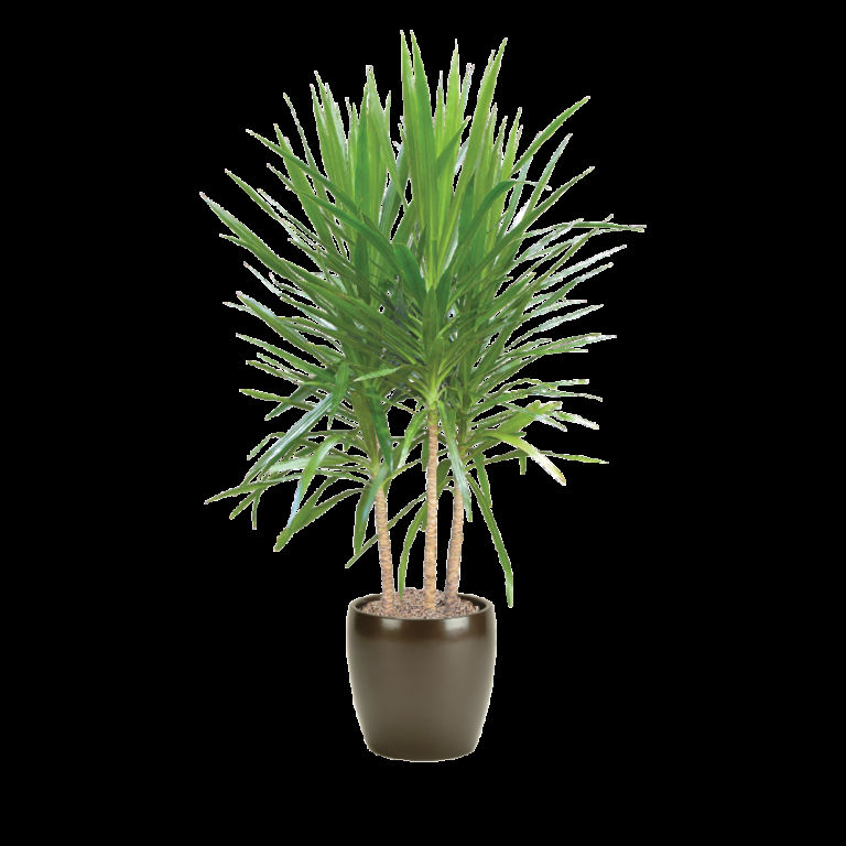 Dracaena Marginata 'tarzan' - View 2 from www redcrocus com