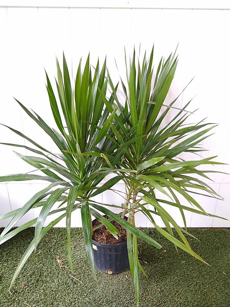 Dracaena Marginata 'tarzan' - View 9 from www redcrocus com