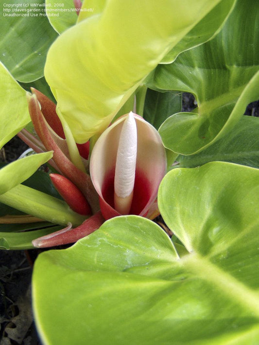 Philodendron Moonlight - View 11 from www redcrocus com
