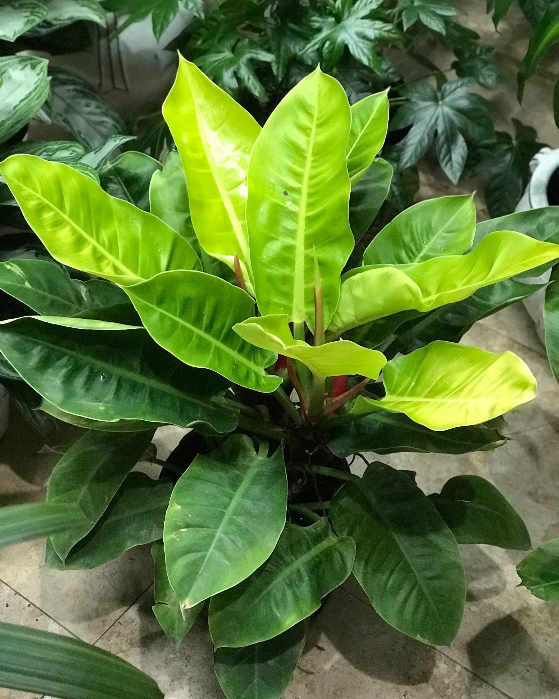 Philodendron Moonlight - View 13 from www redcrocus com