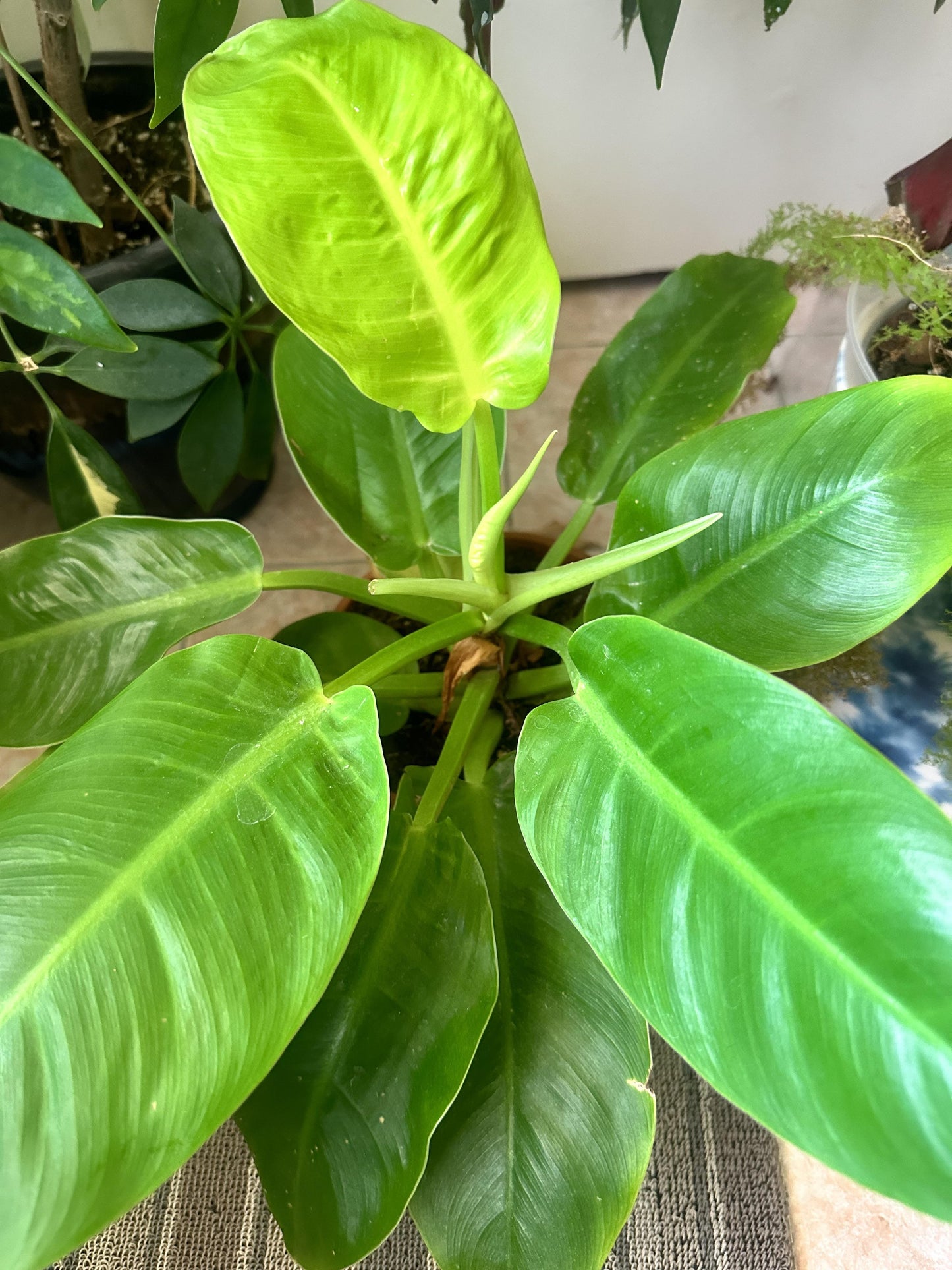 Philodendron Moonlight - View 14 from www redcrocus com