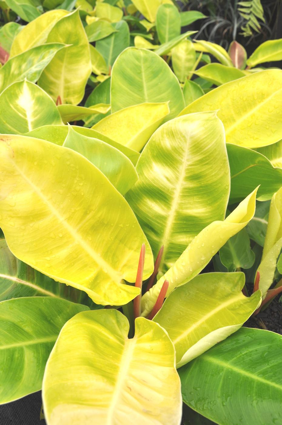 Philodendron Moonlight - View 15 from www redcrocus com