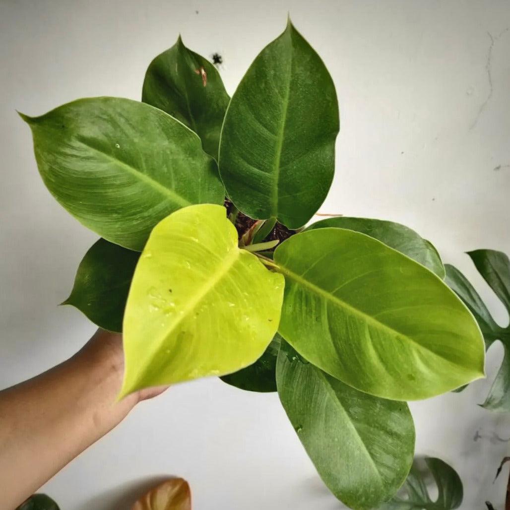 Philodendron Moonlight - View 16 from www redcrocus com
