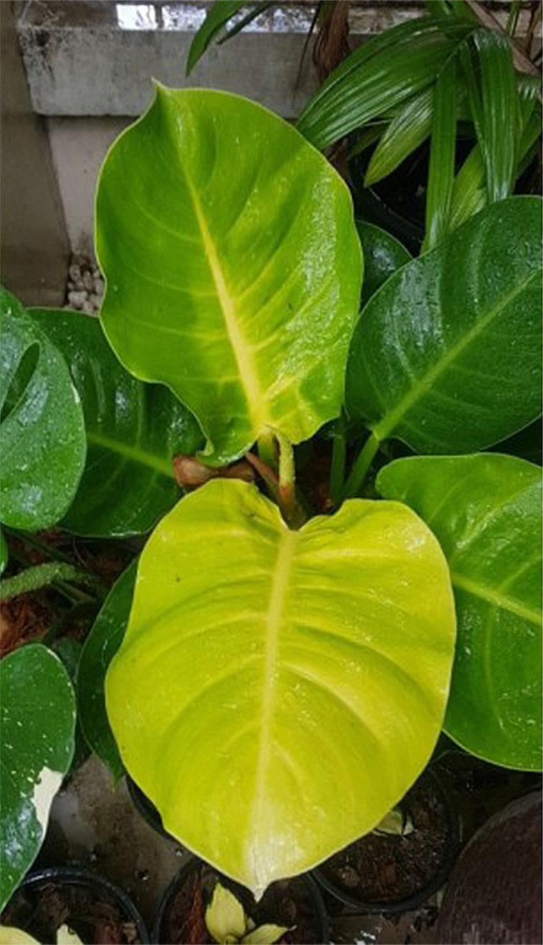Philodendron Moonlight - View 17 from www redcrocus com
