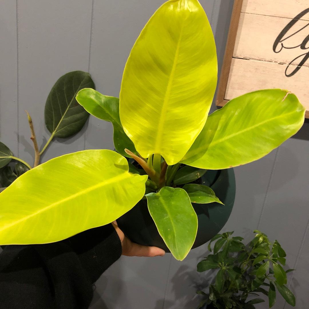 Philodendron Moonlight - View 18 from www redcrocus com
