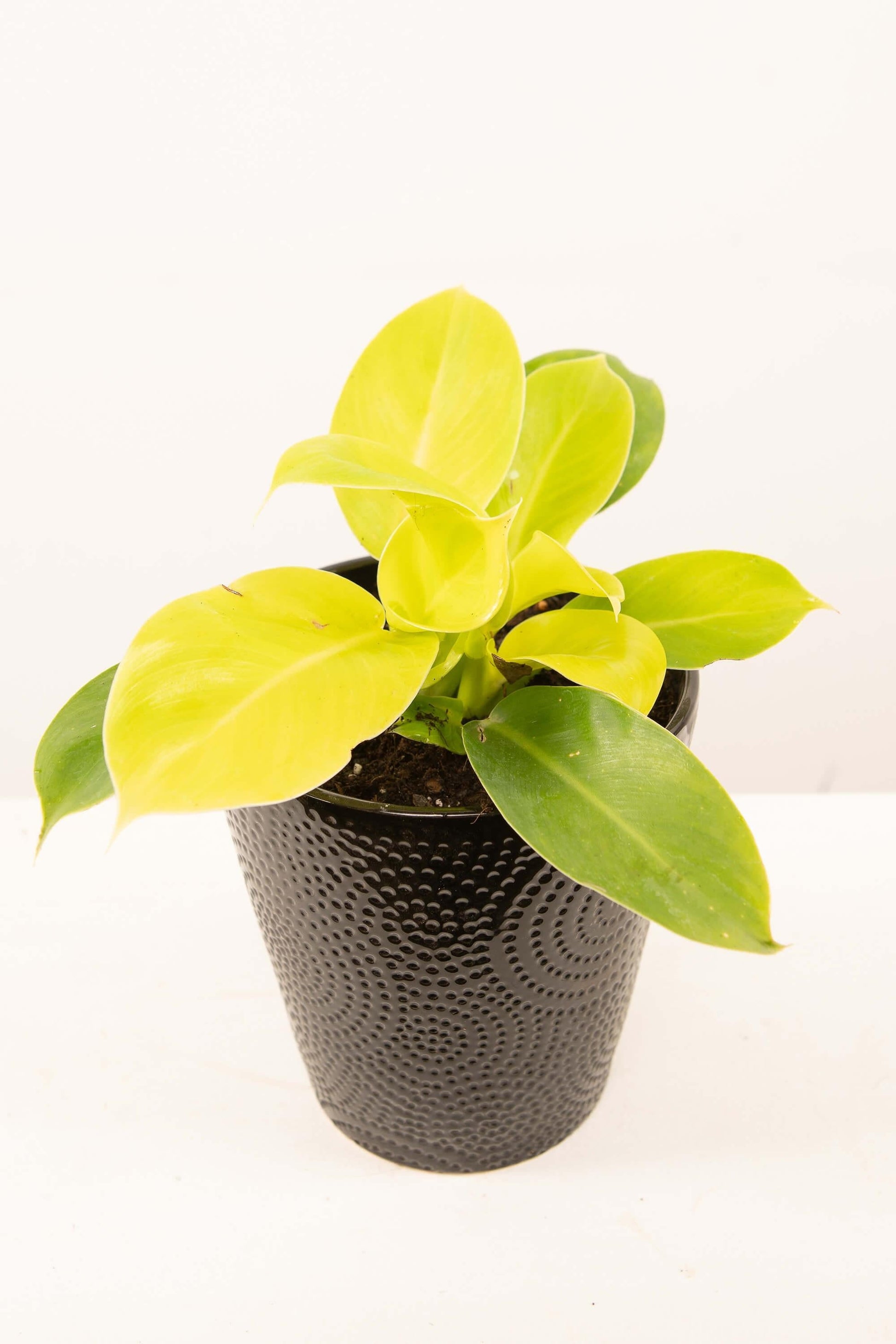 Philodendron Moonlight - View 2 from www redcrocus com