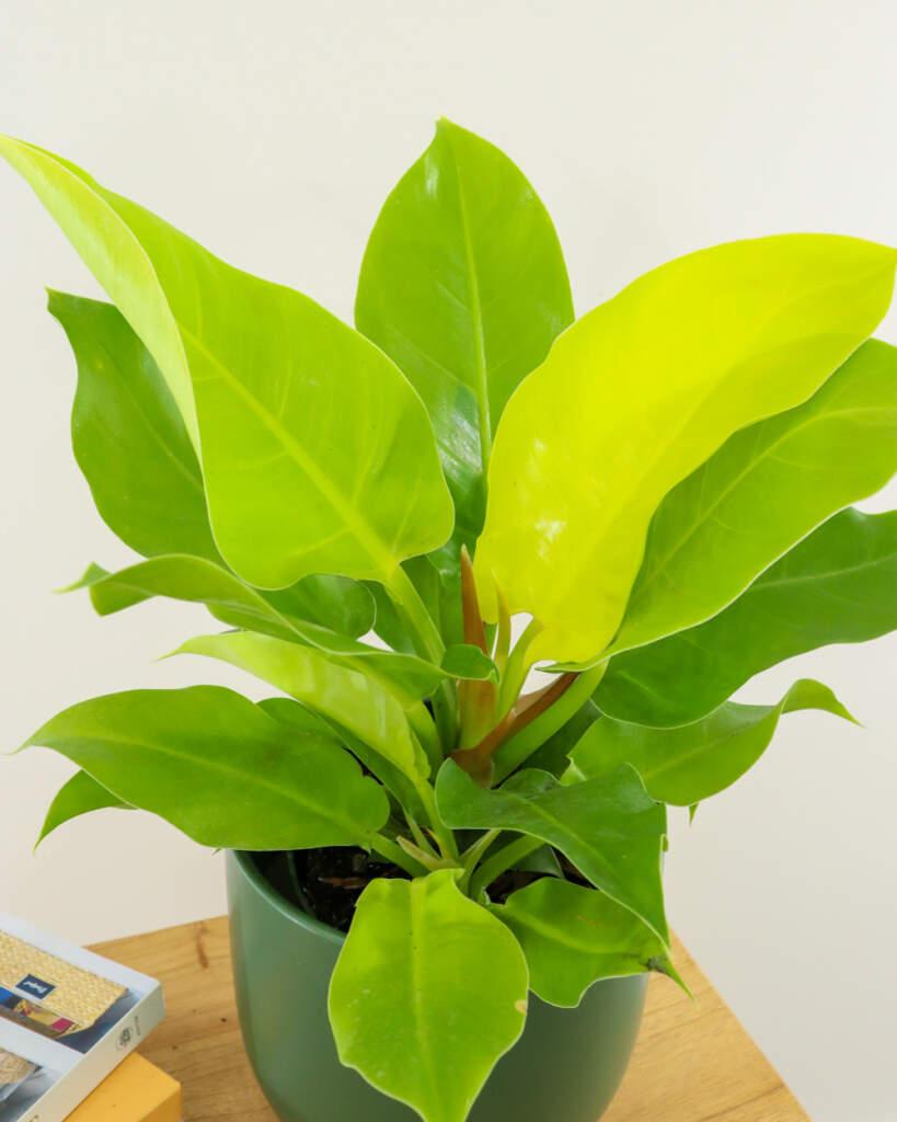 Philodendron Moonlight - View 3 from www redcrocus com