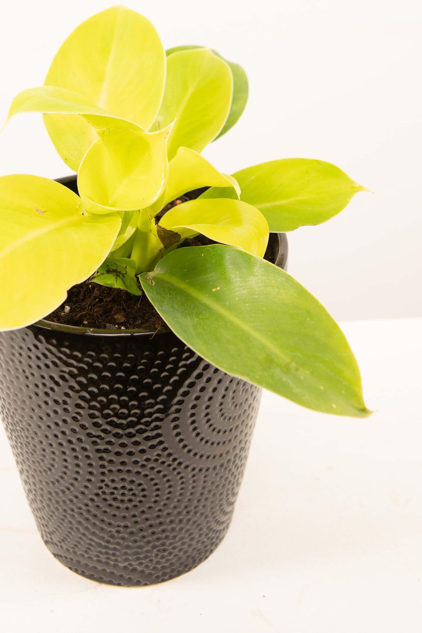 Philodendron Moonlight - View 4 from www redcrocus com