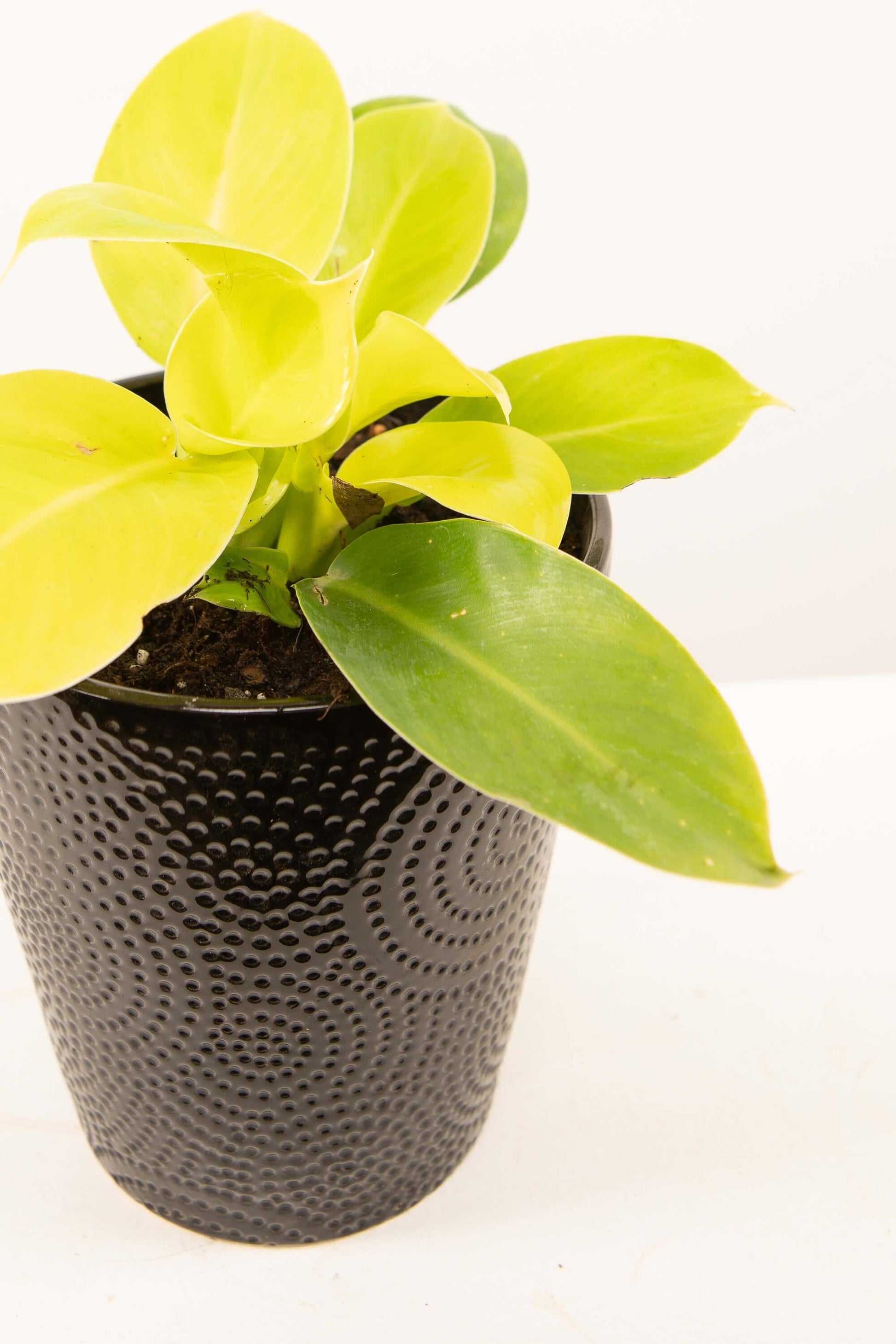 Philodendron Moonlight - View 4 from www redcrocus com