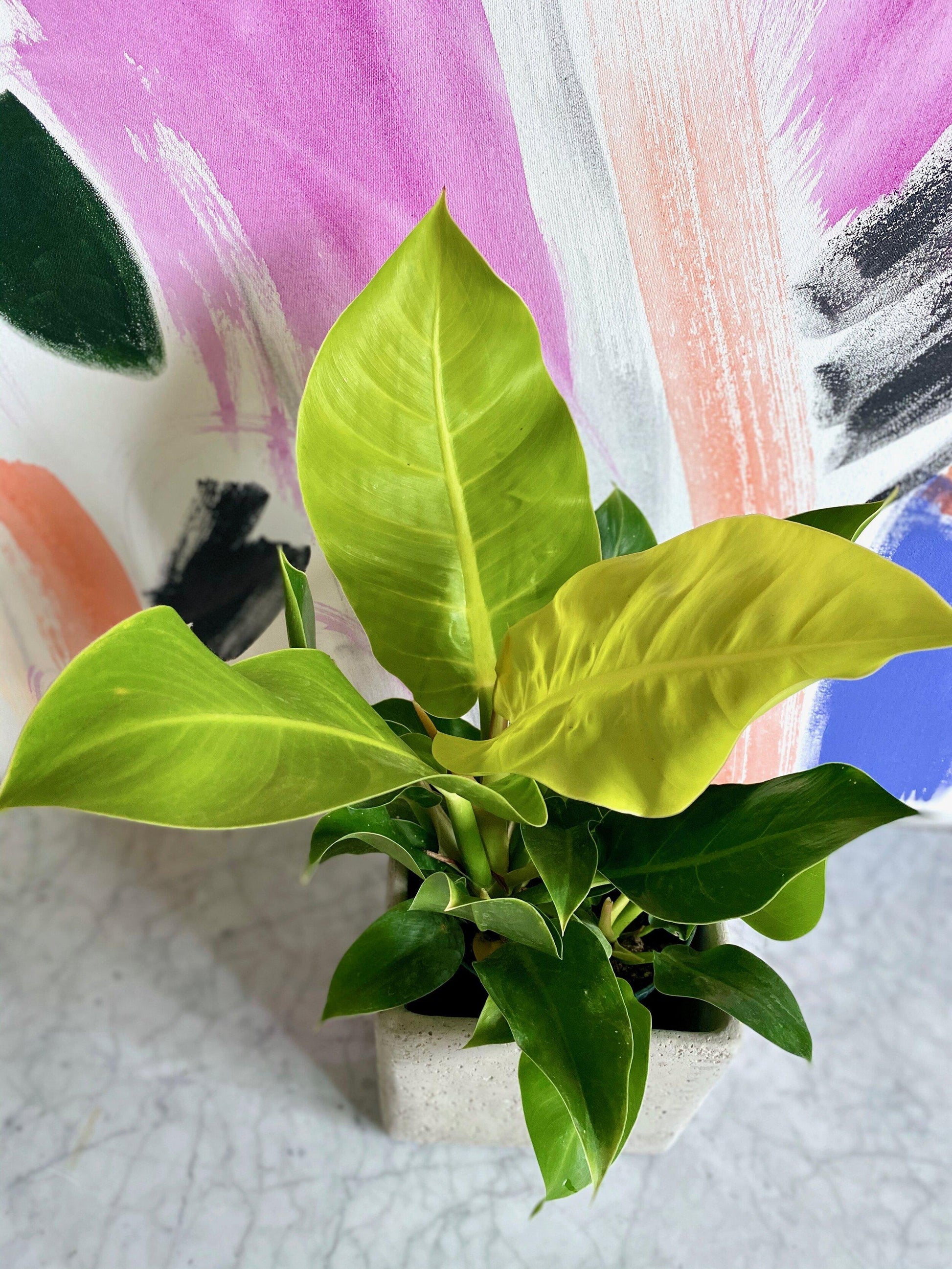 Philodendron Moonlight - View 5 from www redcrocus com