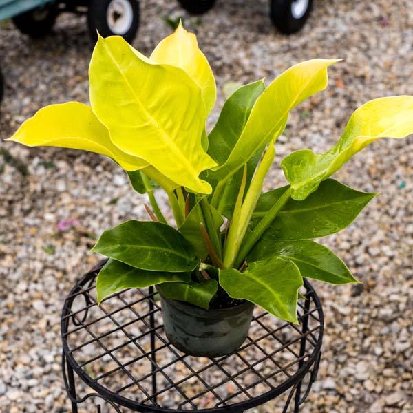 Philodendron Moonlight - View 6 from www redcrocus com