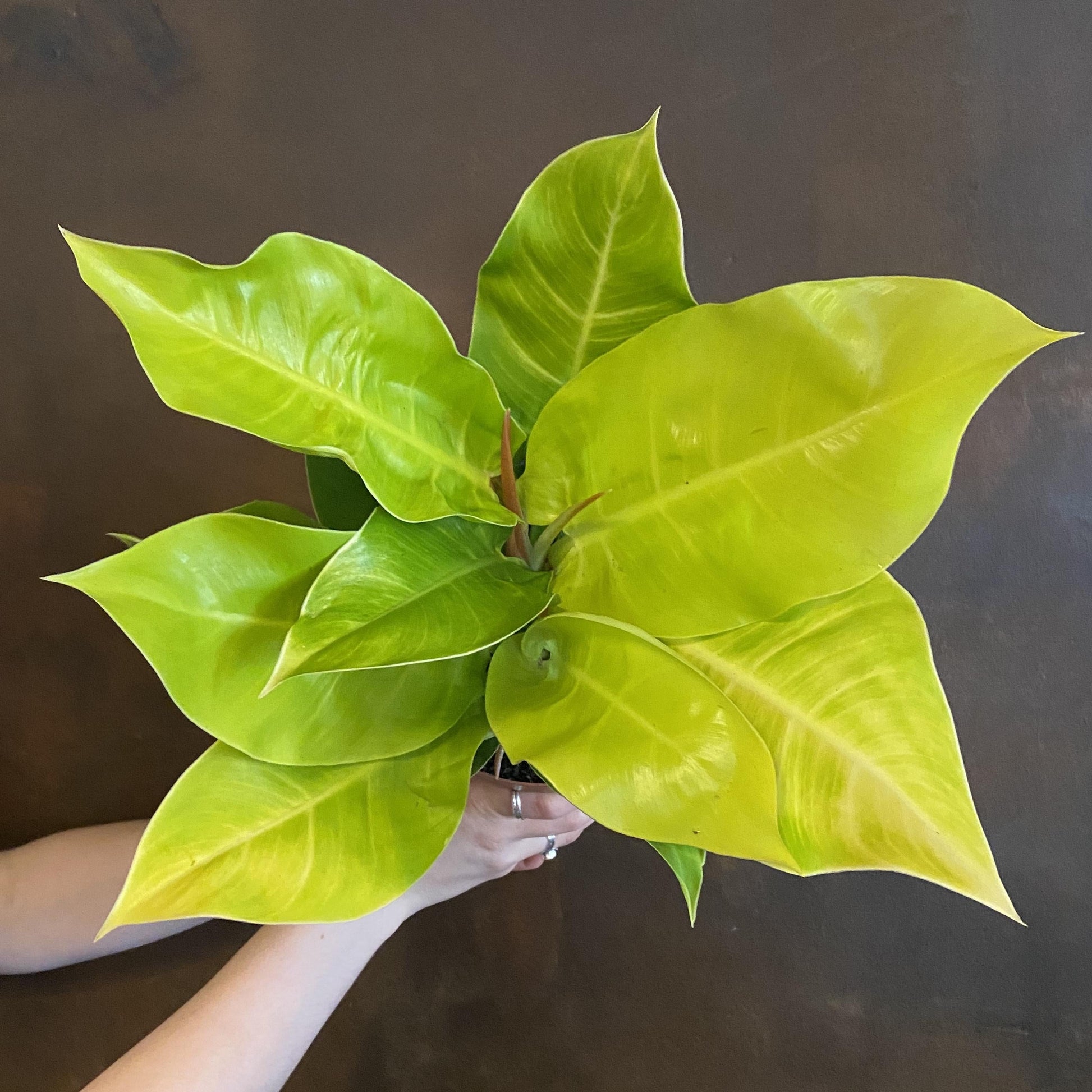 Philodendron Moonlight - View 7 from www redcrocus com