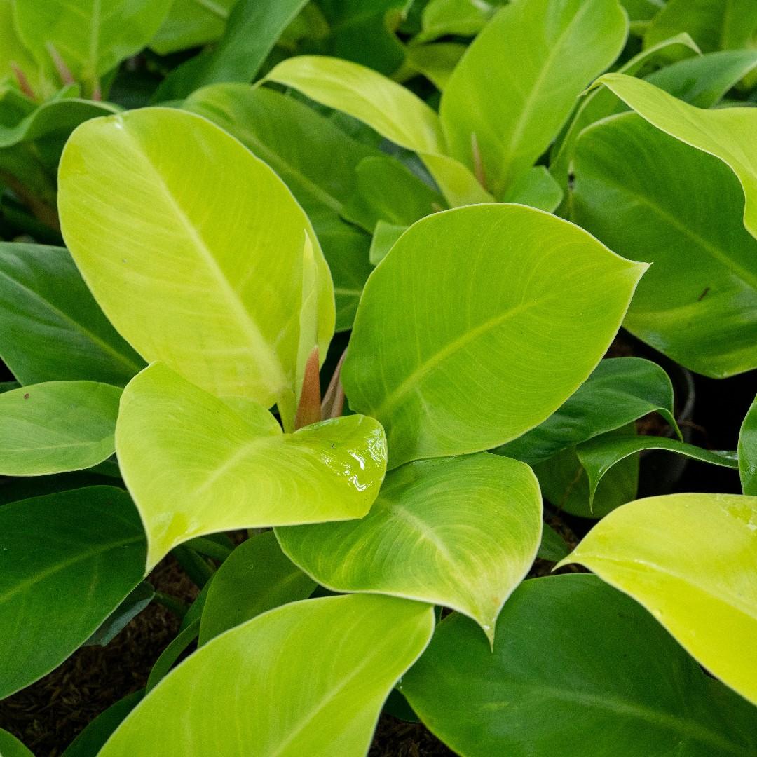 Philodendron Moonlight - View 8 from www redcrocus com