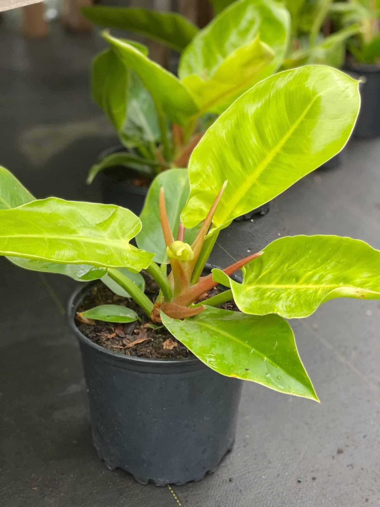 Philodendron Moonlight - View 9 from www redcrocus com