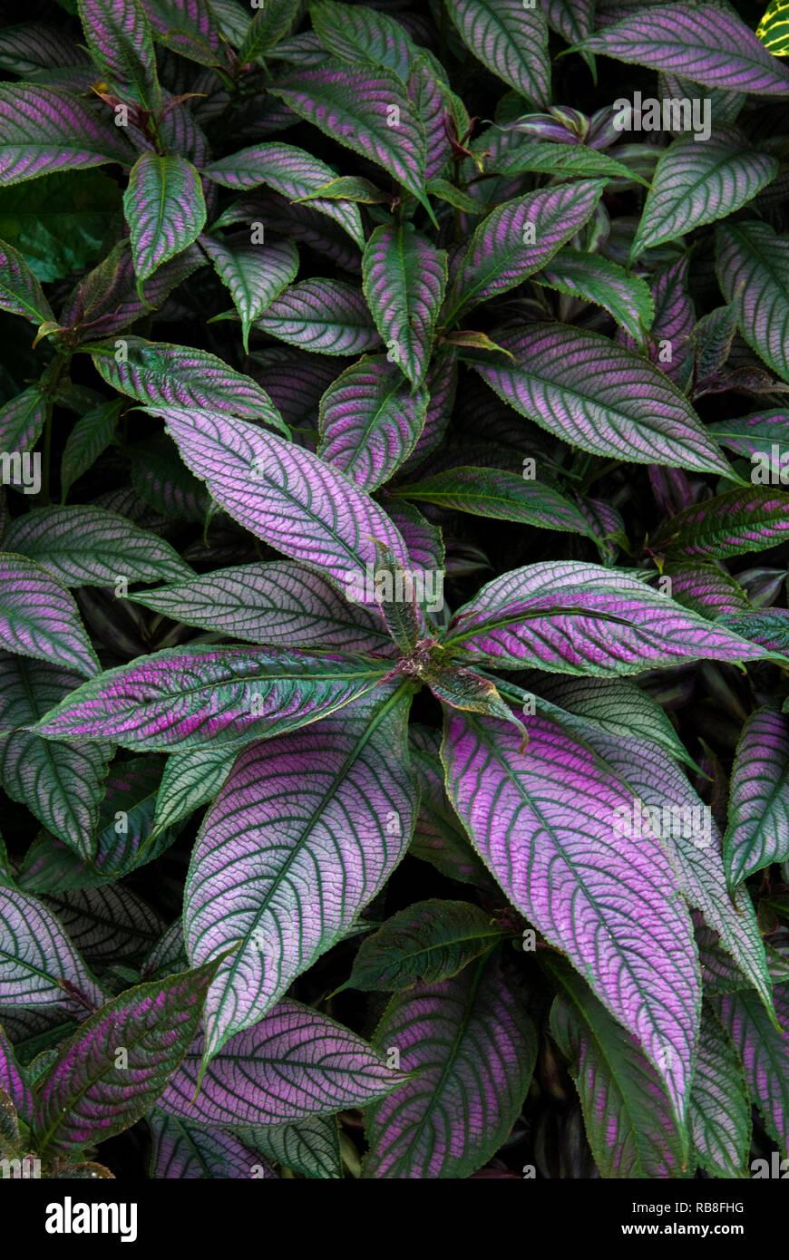 Strobilanthes Dyerianus - View 11 from www redcrocus com