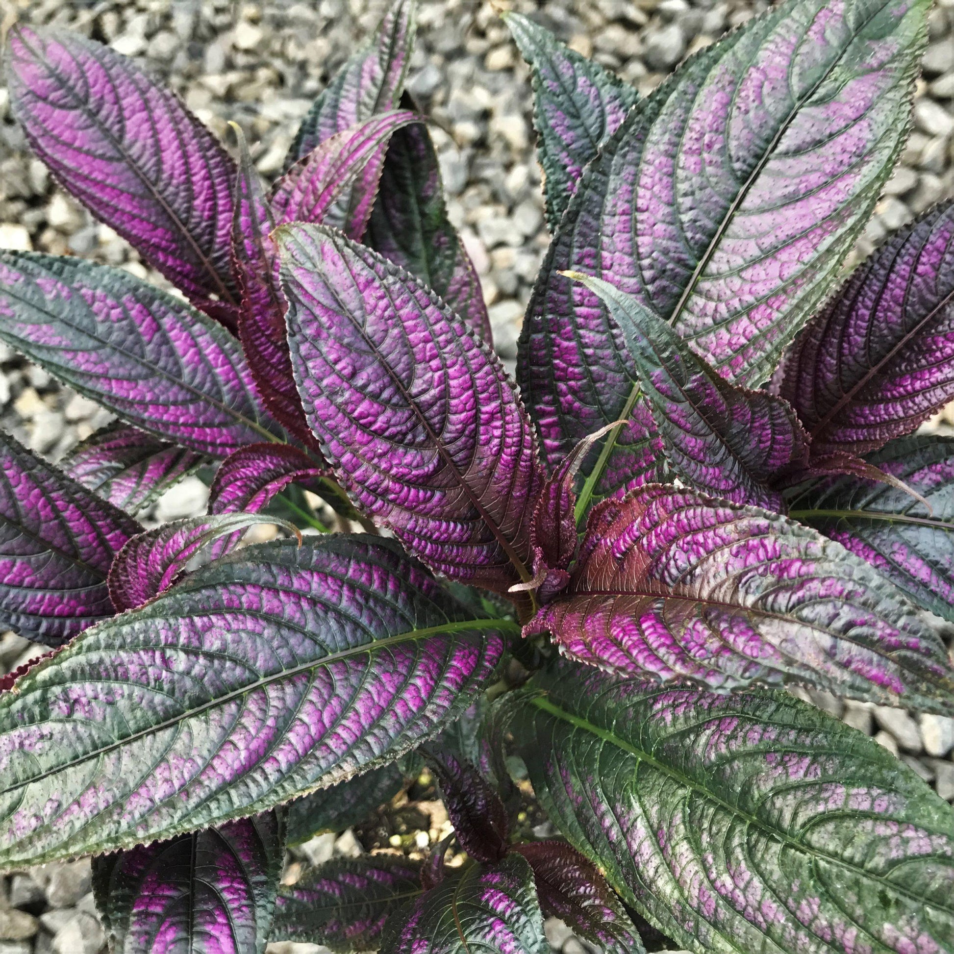 Strobilanthes Dyerianus - View 12 from www redcrocus com