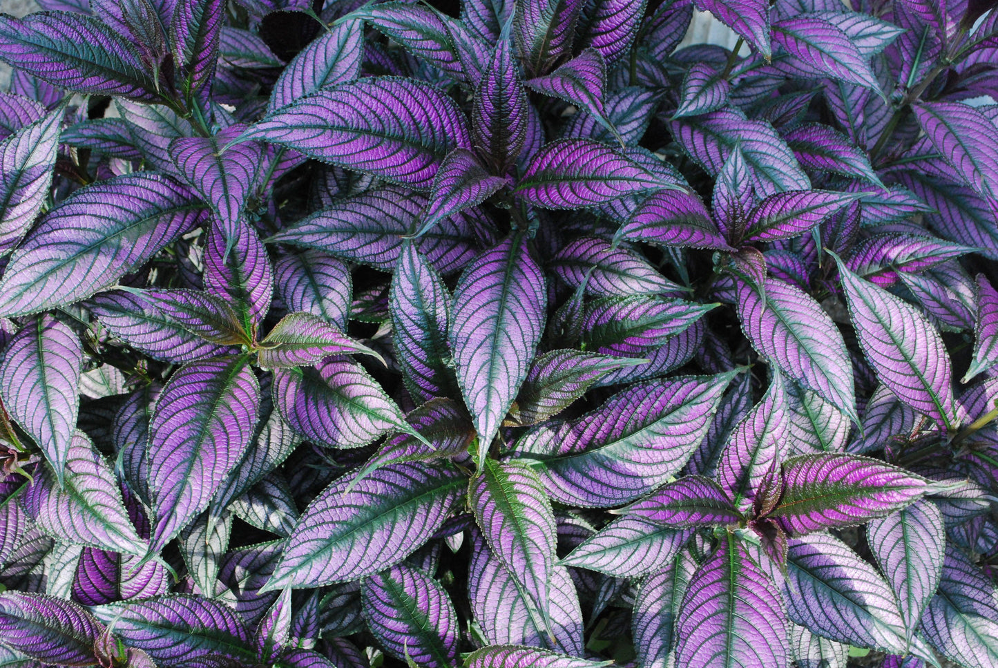 Strobilanthes Dyerianus - View 15 from www redcrocus com
