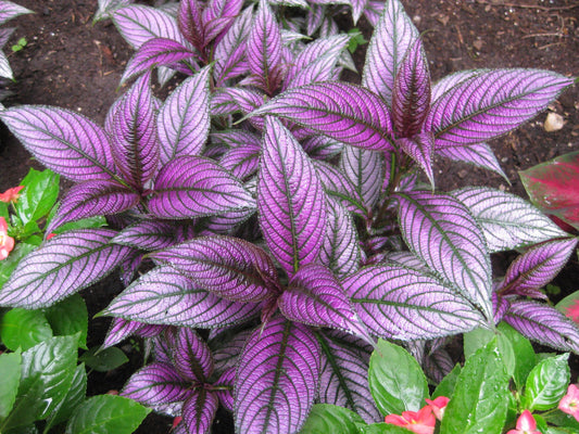 Strobilanthes Dyerianus - View 1 from www redcrocus com