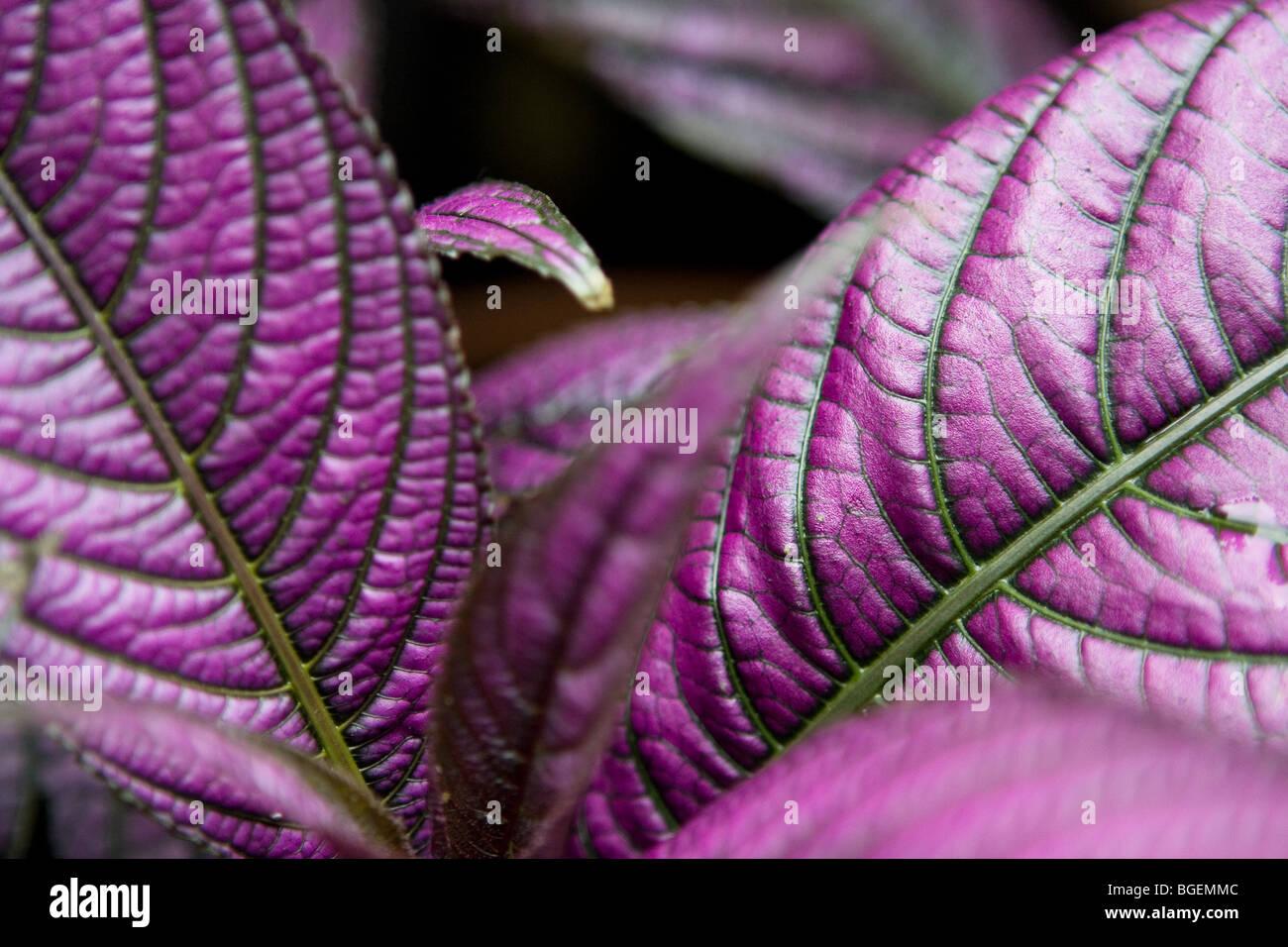 Strobilanthes Dyerianus - View 20 from www redcrocus com