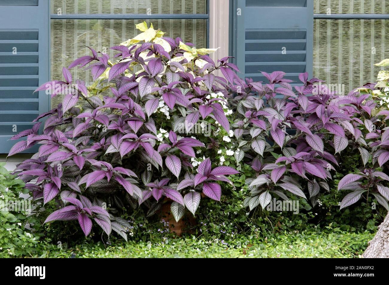 Strobilanthes Dyerianus - View 2 from www redcrocus com