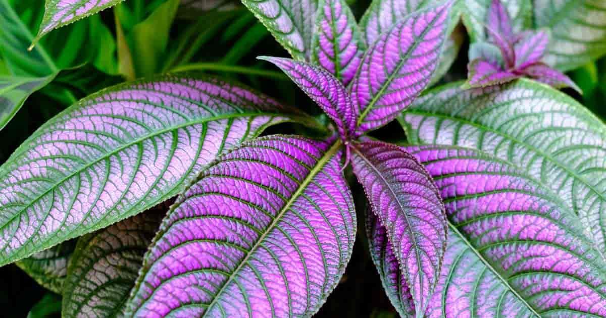Strobilanthes Dyerianus - View 3 from www redcrocus com