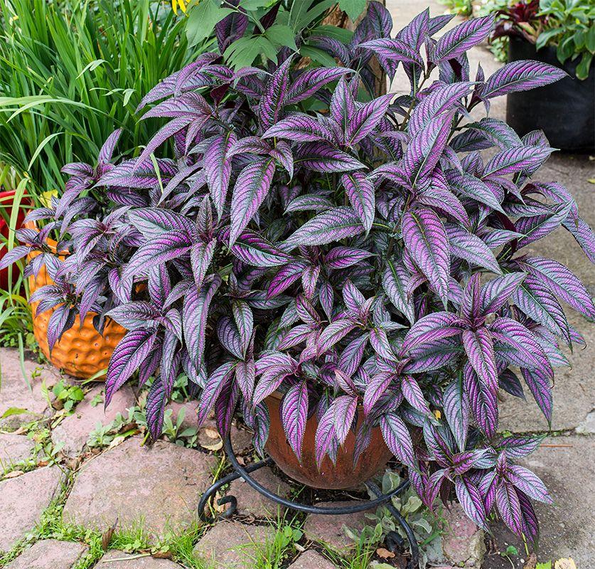 Strobilanthes Dyerianus - View 5 from www redcrocus com