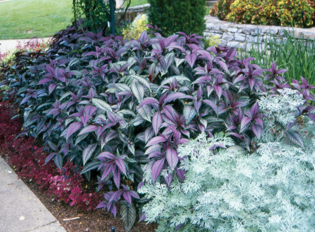 Strobilanthes Dyerianus - View 6 from www redcrocus com