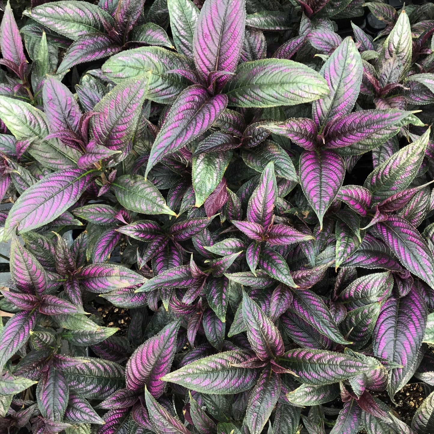Strobilanthes Dyerianus - View 8 from www redcrocus com