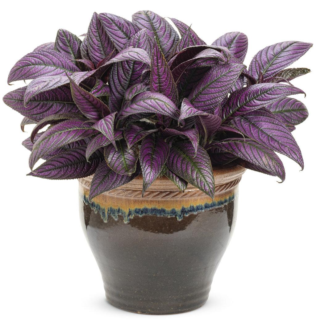 Strobilanthes Dyerianus - View 9 from www redcrocus com