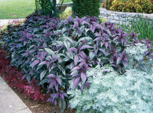 Strobilanthes Dyerianus - View 10 from www redcrocus com